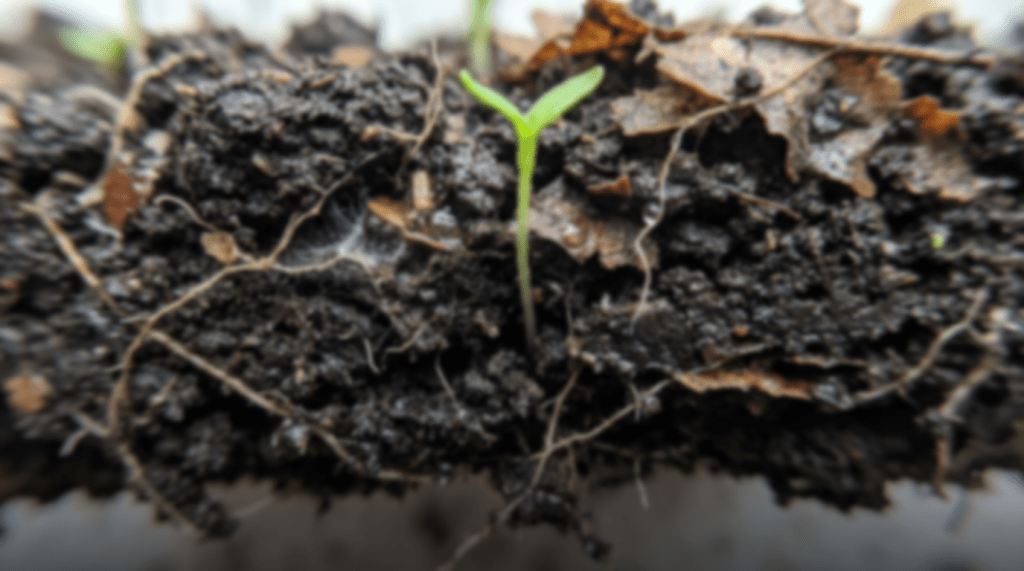 Five Practices Part 1: Your Gut Is Your Second Brain